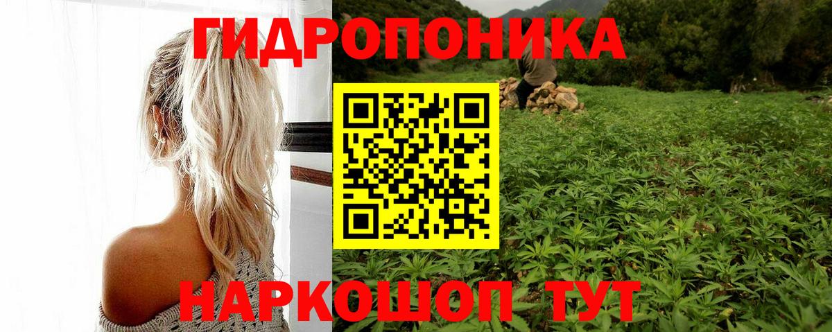 Каннабис индика Губкин